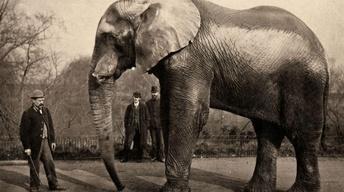 Curator's Choice: Circus and the City
