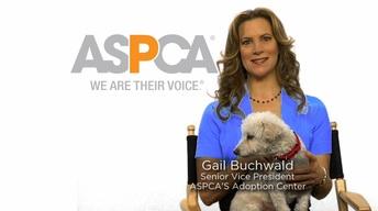 National Volunteer Week: ASPCA image