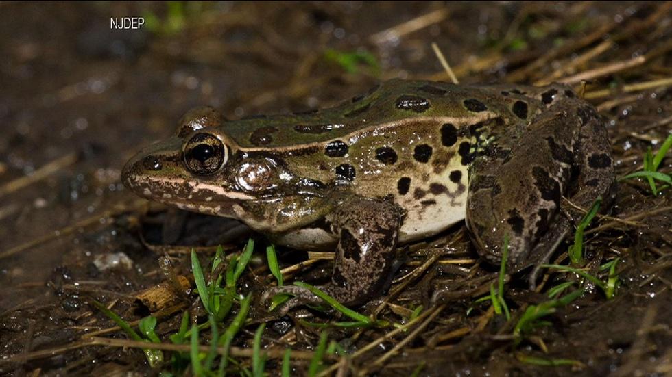 New Frog Species Discovered image