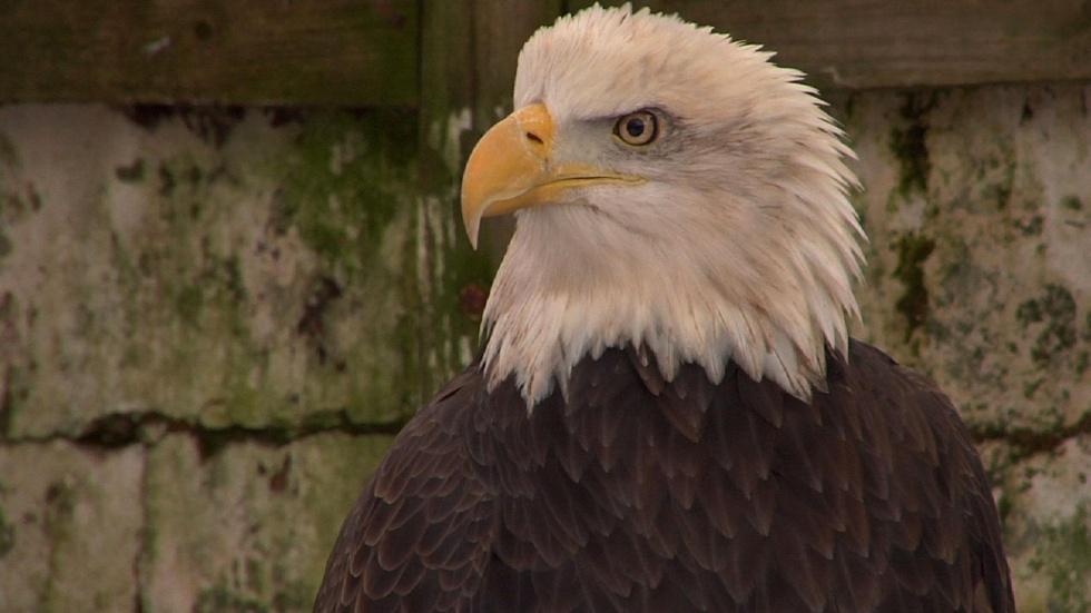NJ Bald Eagle Population at All Time High image