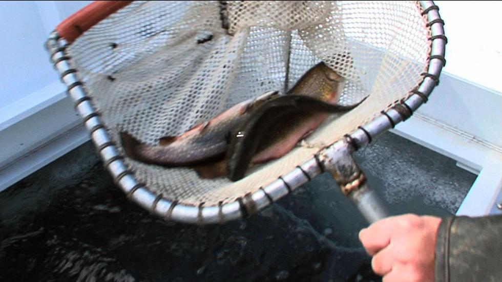 NJ Division of Fish and Wildlife Stock Waters with Trout image