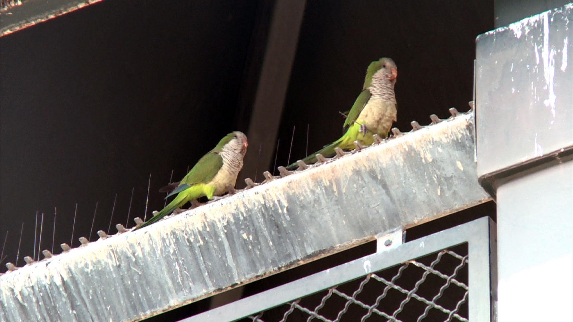 Wild parrots sales in new jersey