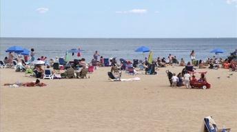 Should You Worry About Shark Attacks at the Jersey Shore?
