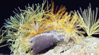 Living Fossils
