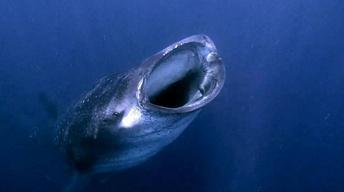 Biggest Fish in the Sea