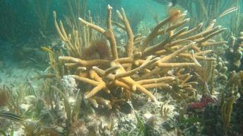 Reef Revival image