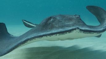 Grand Cayman’s Famous Stingrays - Trailer
