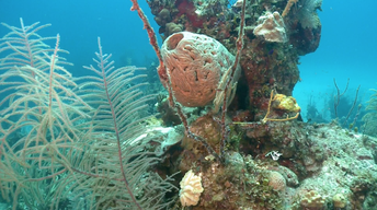 Sponges: Oldest Creatures in the Sea? - Trailer
