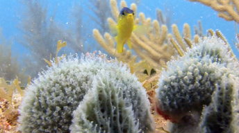 Sponges: Oldest Creatures in the Sea?