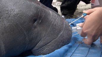 Manatees: Conserving a Marine Mammal