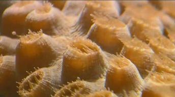 Mysterious Microbes