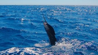 Billfish: Battle on the Line? - Trailer