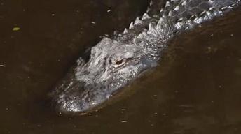 Coastal Carnivores - Trailer