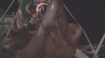 Catching a Six Gill Bluntnose Shark
