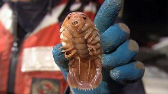Creatures of the Deep