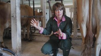 Milking