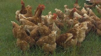 Buvula Farms