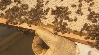 Urban Bee Keeping image