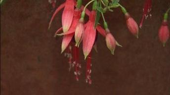 Container Plants That Attract Hummingbirds image