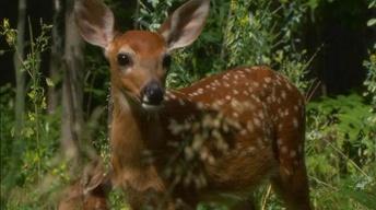 The plan to radio collar fawns image