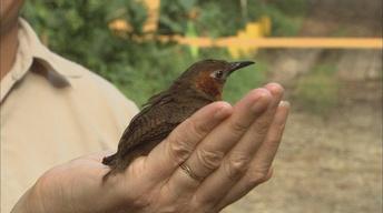 Our Birds