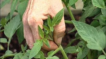 Tomato Suckers image