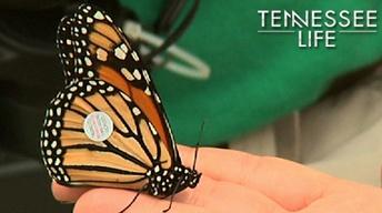 Tennessee Life - 207 - Animals