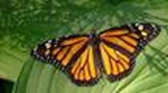 August 25, 2009 - Monarch Butterflies image