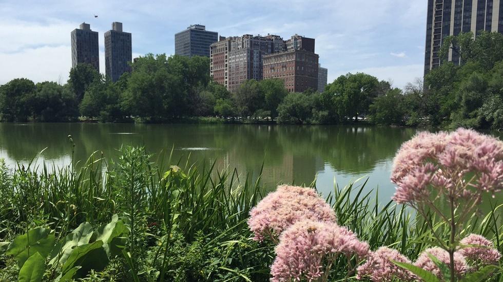 Conservation Group Launches North Side Sanctuary Project image