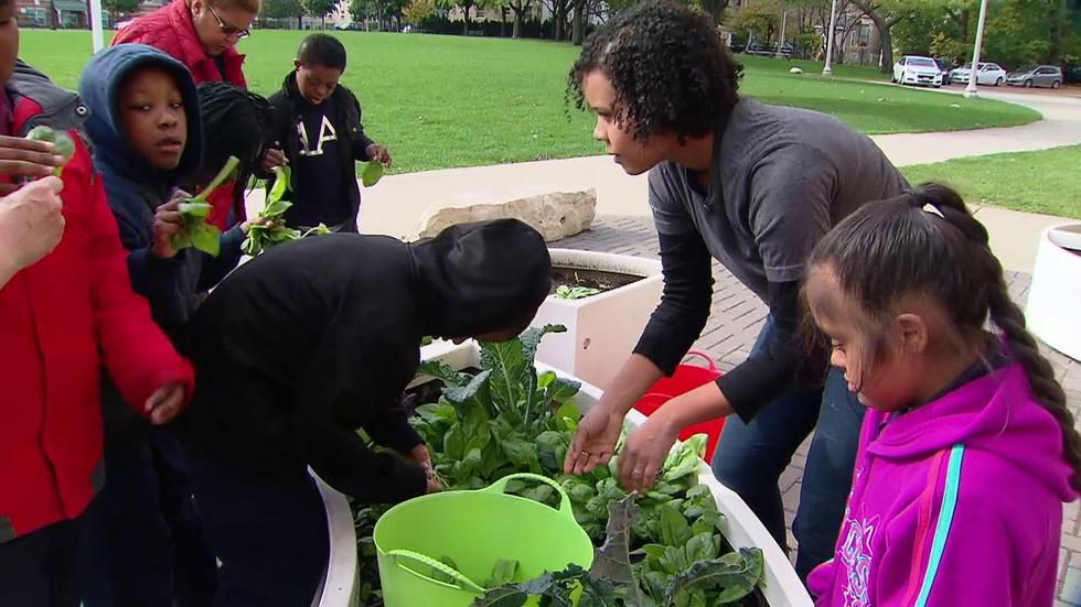 Learning Gardens at CPS Plant Seeds for Healthy Food Choices image