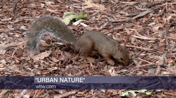 Wildlife Meets City Life in New WTTW 'Urban Nature' Series