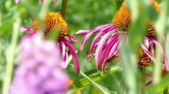 July 2, 2012 - Native Plant Gardens image