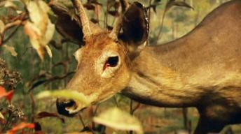Taxidermy | Jay's Chicago