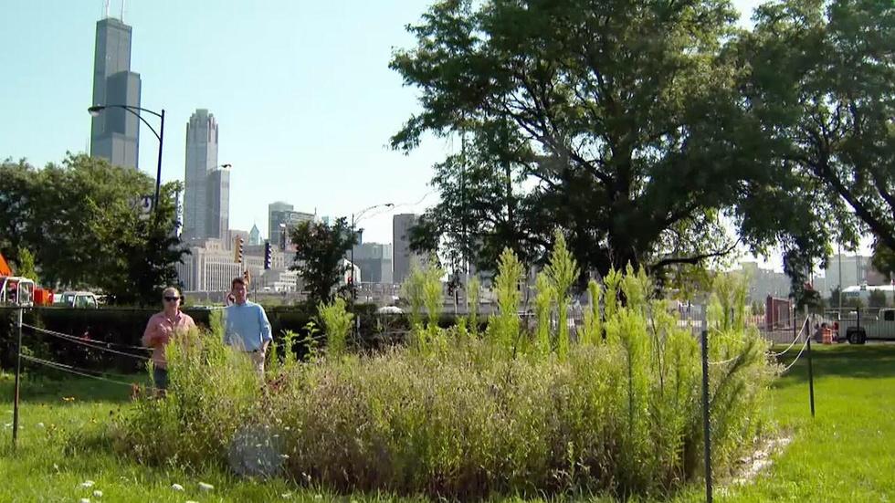 The Intricate Ecology
of Vacant Lots image