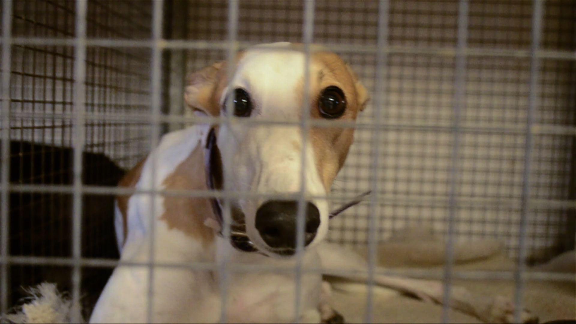 Watch Full Episodes Online of ONE CENTRAL FLORIDA on PBS | ONE Short: Greyhound Rescue