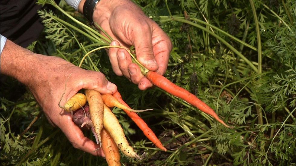 Growing Spring Carrots image
