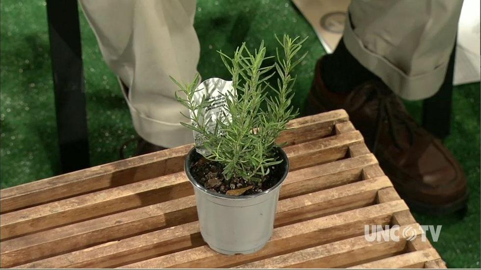 Growing Rosemary Plants image