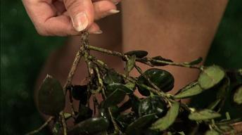 Preparing for Boxwood Pests