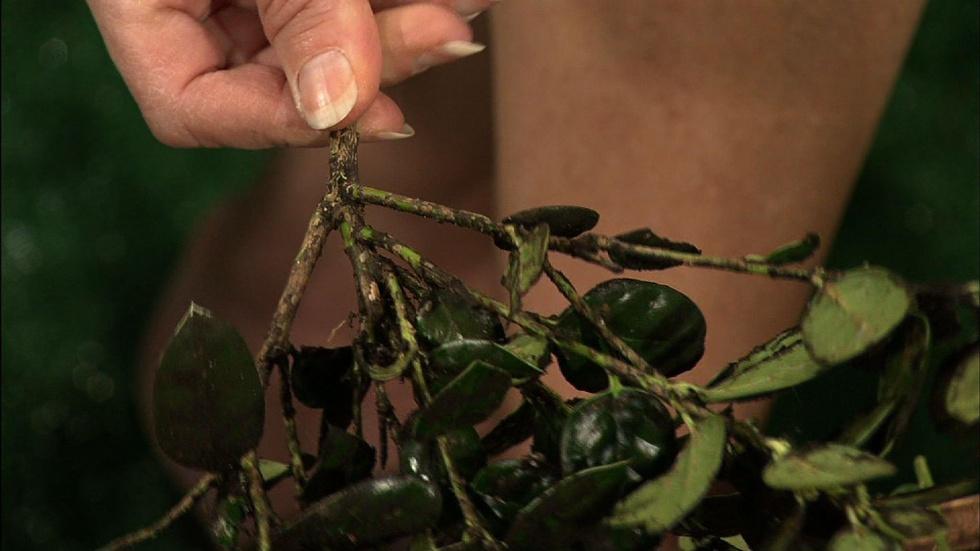 Preparing for Boxwood Pests image