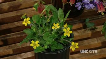 Growing NC Native Plants