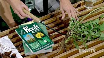 DeValuing Dandelions