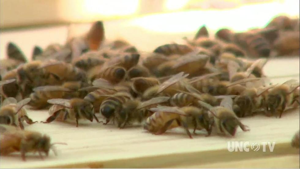 Checkout a Bee Hive image