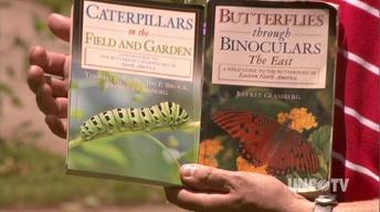 Attracting Butterflies image