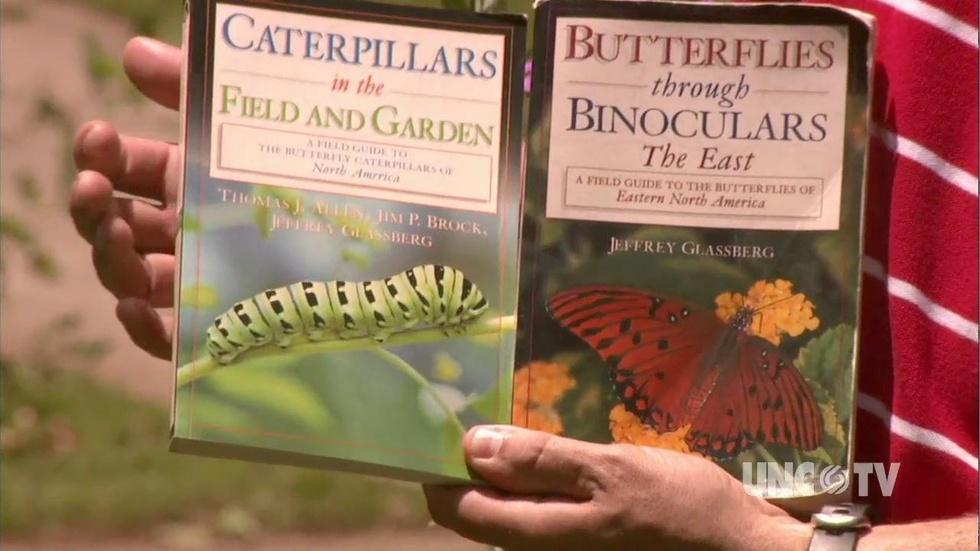 Attracting Butterflies image