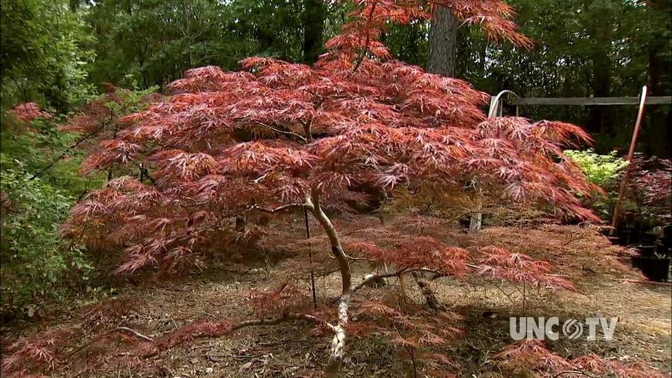 Growing Japanese Maple Trees image