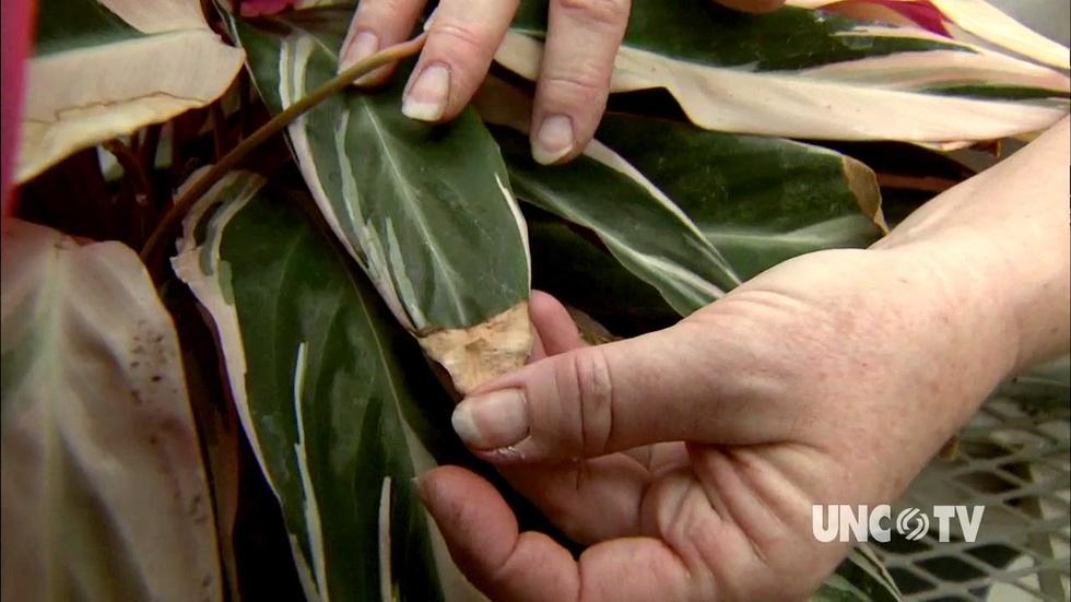 Troubleshooting House Plants image