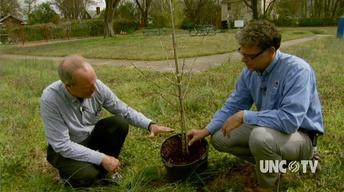 How to Plant a Tree image