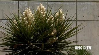Growing Hot Weather Plants image