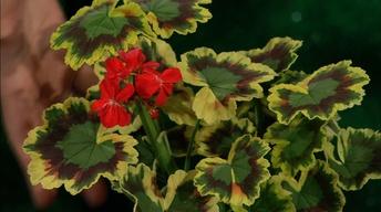 Selecting Flowering Annuals