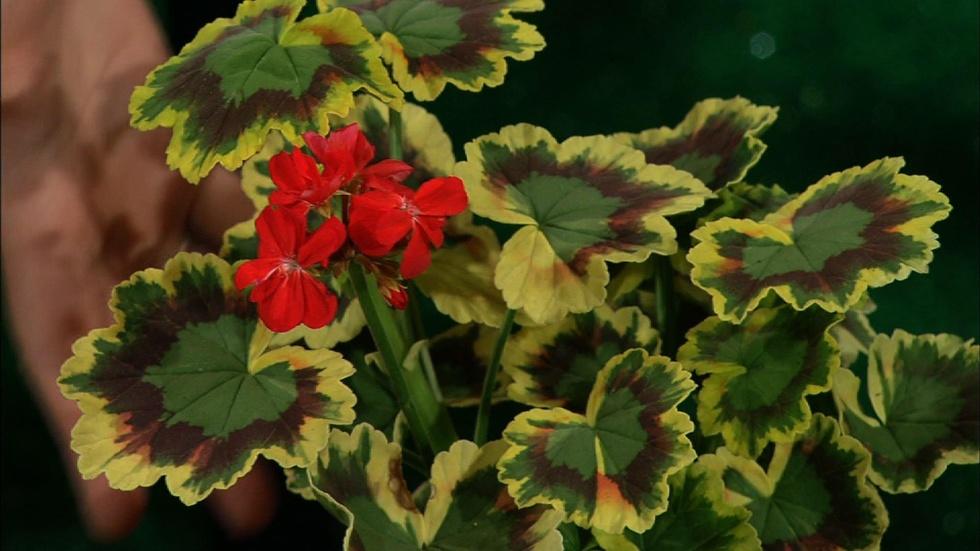 Selecting Flowering Annuals image